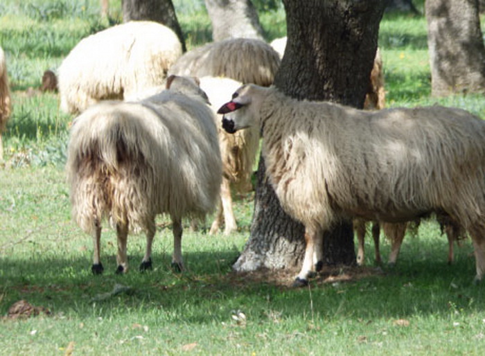 Ganado Ovino